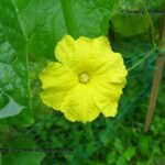ঝিঙে ফুল – কাজী নজরুল ইসলাম