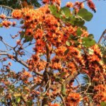 ফুল ফুটুক না ফুটুক – সুভাষ মুখোপাধ্যায়।