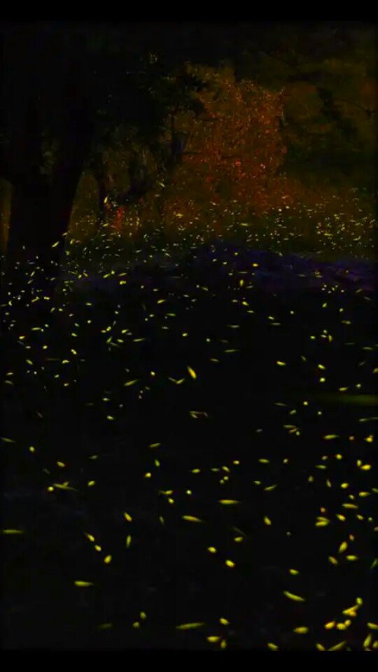 জোনাকিরা - আহসান হাবীব।